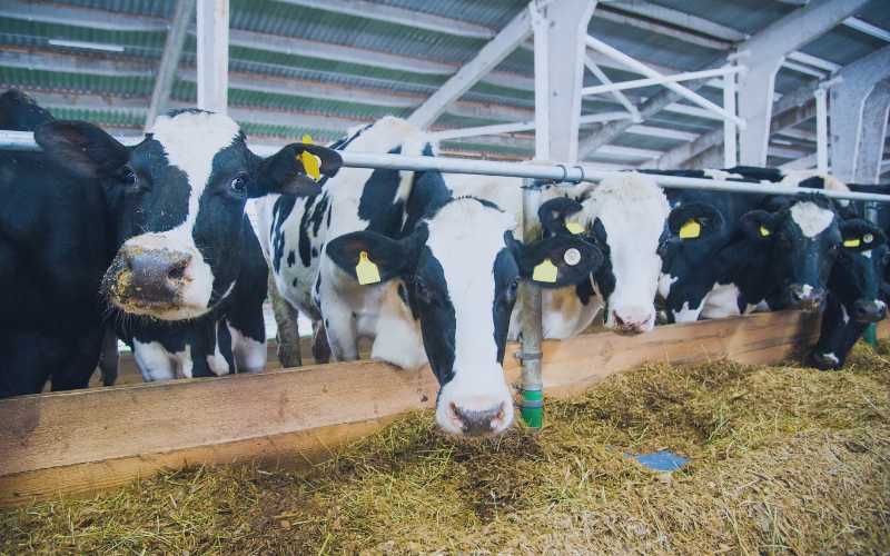 Cow Appreciation Day | FranchiseCoach