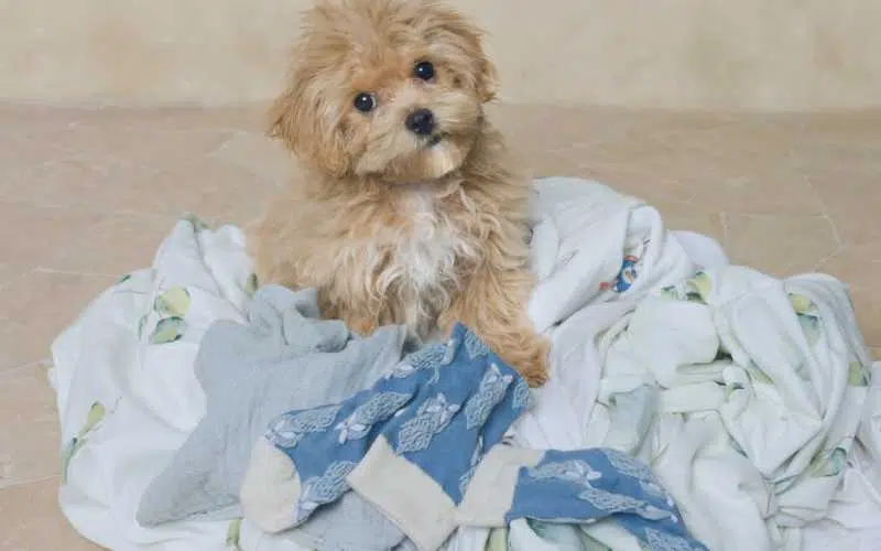 Pet Laundry Services | FranchiseCoach