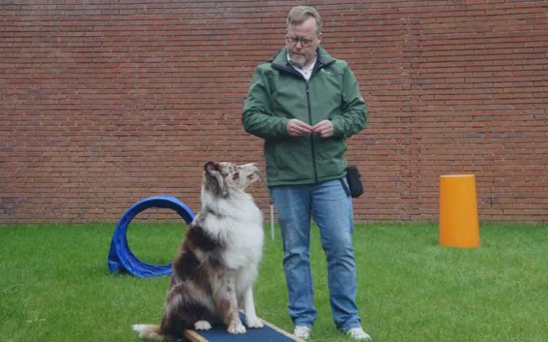 Pet Franchise (Dog Training) | FranchiseCoach