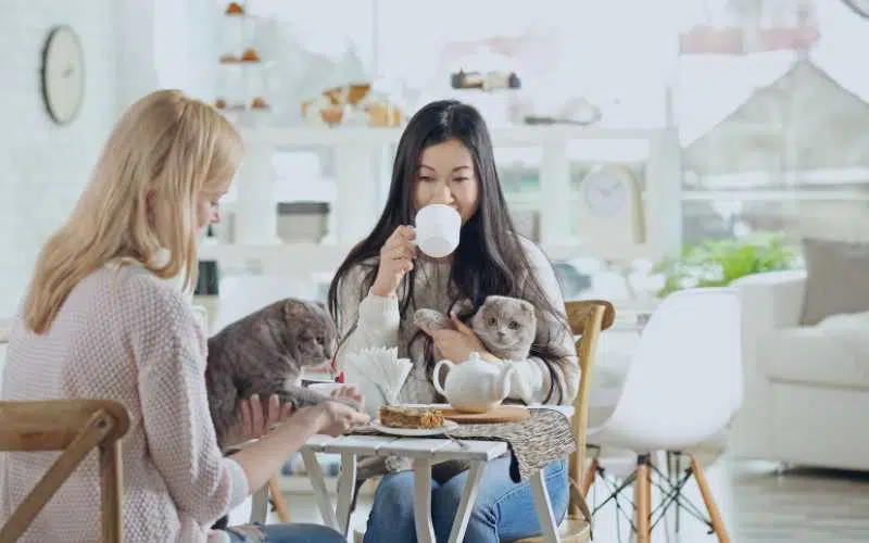 Pet Franchise (Pet Cafe) | FranchiseCoach