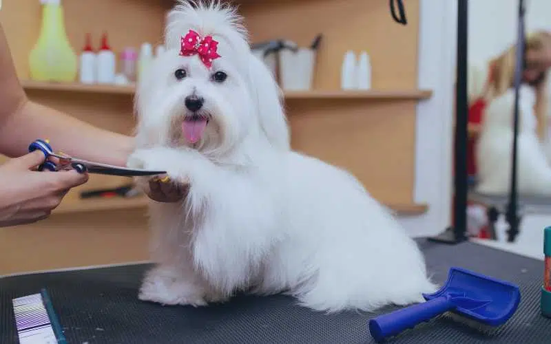 Pet Franchise (Pet Grooming) | FranchiseCoach