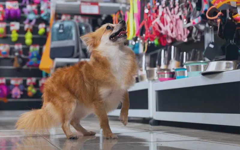 Pet Franchise (Pet Supply Store) | FranchiseCoach